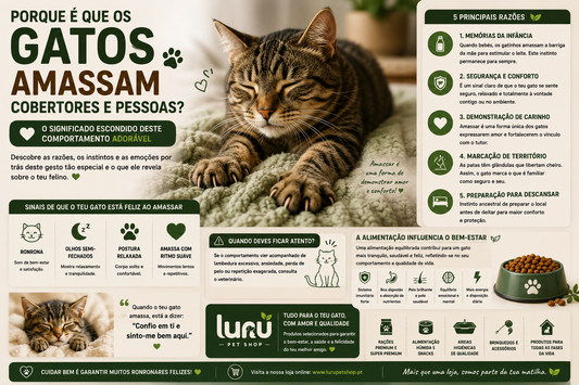 Porque é que os gatos amassam cobertores e pessoas? O significado escondido deste comportamento adorável