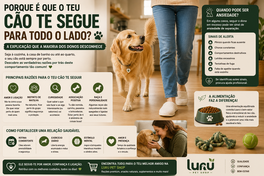 Porque é que o teu cão te segue para todo o lado? A explicação que a maioria dos donos desconhece
