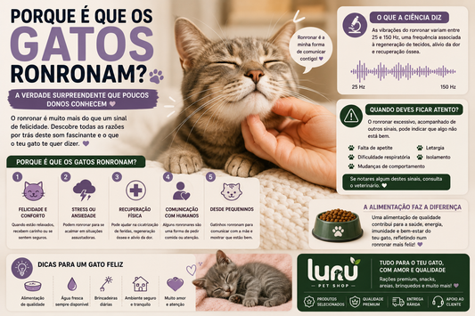 Porque é que os gatos ronronam? A verdade surpreendente que poucos donos conhecem