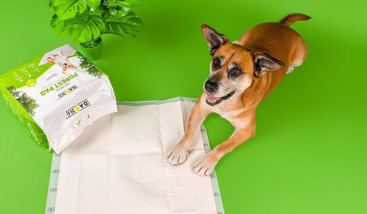 Dashi Forest Pads - Tapetes Absorventes para Cães (Alta Absorção até 2L)