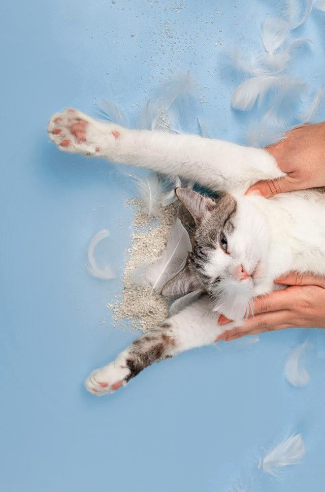 Weego Light+ - Areia Aglomerante Leve para Gatos Sem Perfume
