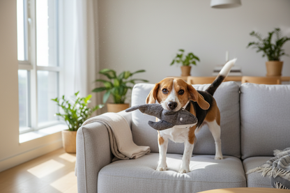Beagle com peluche baleia/tubarão eco em apartamento minimalista