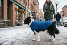 Border Collie de lado com camisola de malha azul em cenário urbano