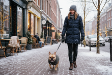 Bulldog francês com camisola de malha cinza em cenário urbano