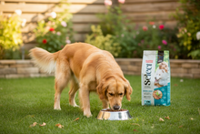 Cão adulto a comer ração Picart Select no jardim