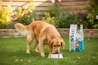 Cão adulto a comer ração Picart Select no jardim