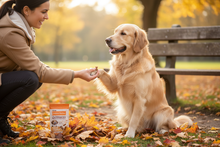 Cão adulto a ser treinado a dar a pata no parque