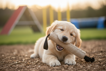 Cão júnior com churro num parque de treino
