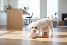 Cão pequeno a comer ração húmida