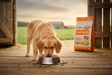 Cachorro de porte grande a comer ração Nature's Variety na quinta