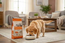 Cachorro de raça diferente a comer ração em casa