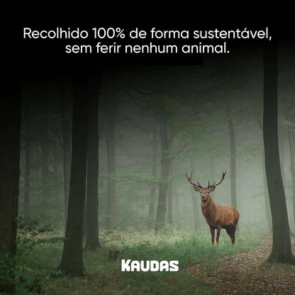Chifre de Veado Vermelho Natural para Cães Wildkraft - Snack Duradouro para Higiene Dentária | Kaudas