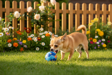 Chihuahua com bola 5cm no jardim