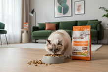 Gato adulto a comer ração Nature's Variety Sterilized Frango