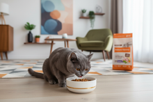 Gato adulto a comer ração Nature's Variety Sterilized