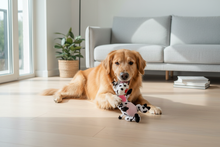 Golden Retriever com peluche vaca Olga em apartamento moderno