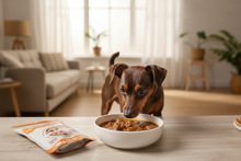 Imagem publicitária com Pinscher