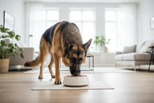 Pastor Alemão a comer ração húmida