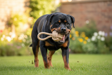 Rottweiler com bola de corda knot
