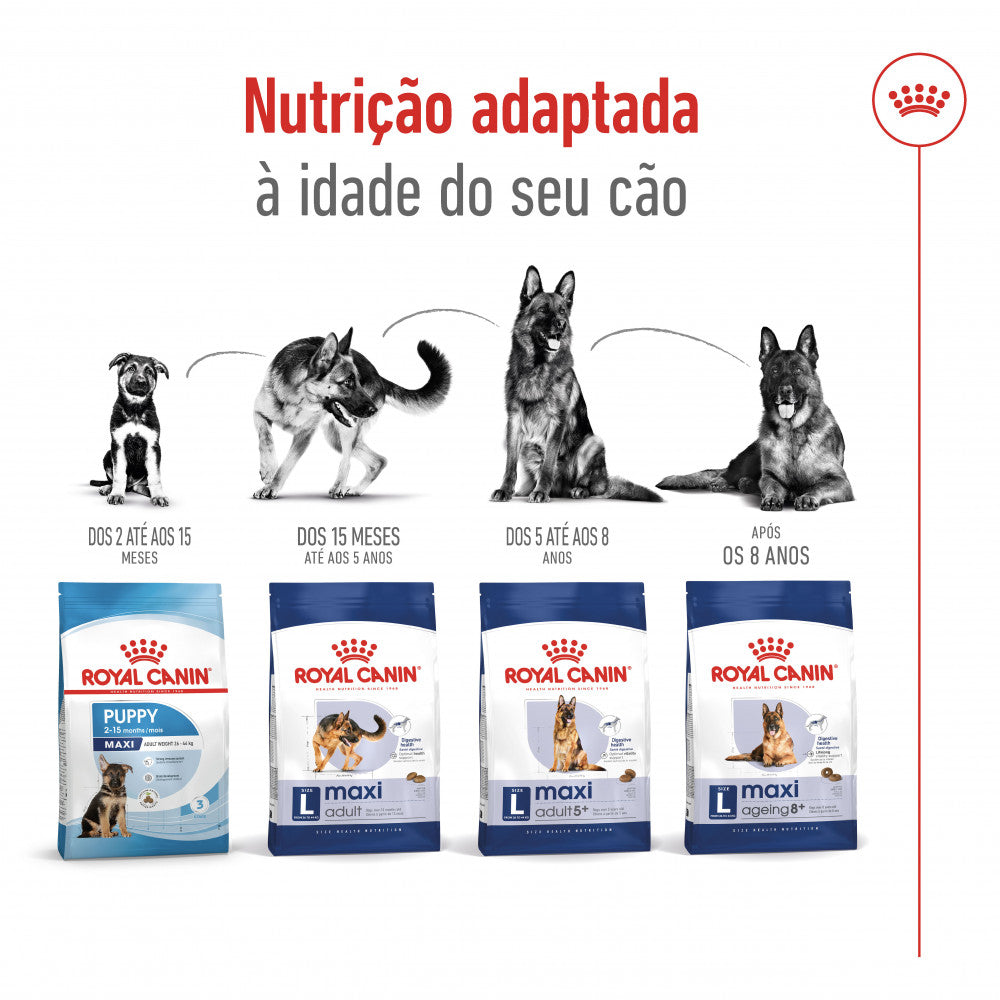 Royal Canin Maxi Ageing 8+ - Ração seca para cão sénior de porte grande com mais de 8 anos