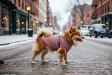 Spitz com pelagem diferente e camisola rosa
